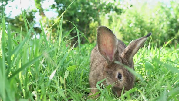 Lovely Cute Brown Rabbit