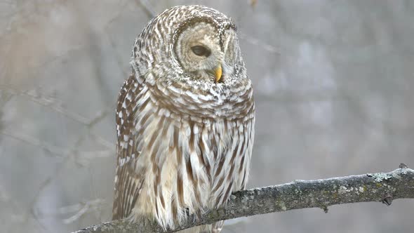 Perfect owl shot turning head right towards camera and looking thru eyes