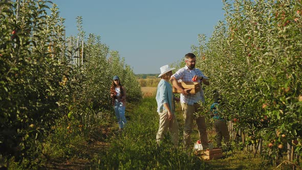 Happy Family with Children Harvest Apples in the Apple Orchard