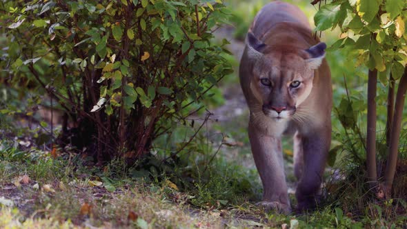 Beautiful Puma in Autumn Forest