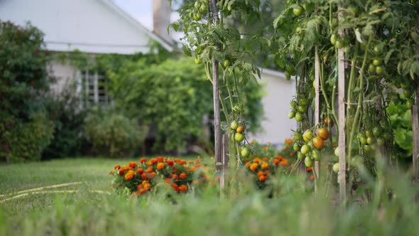 Ripening Tomatoes in the Village Garden. Plants Are Tied To Wooden Slats.