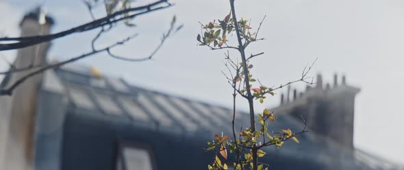 Wind blowing a stem of flowery plant with blurry cathedral in the background