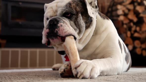 Bulldog Enjoying His Bone