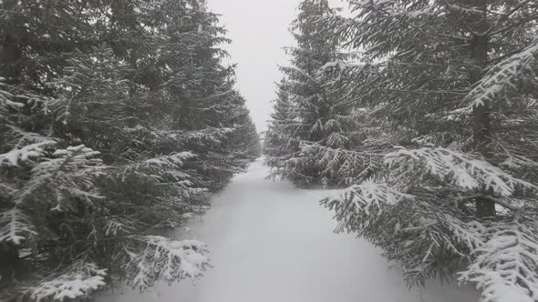 Passage between rows of fir trees in winter coniferous forest when snow falls