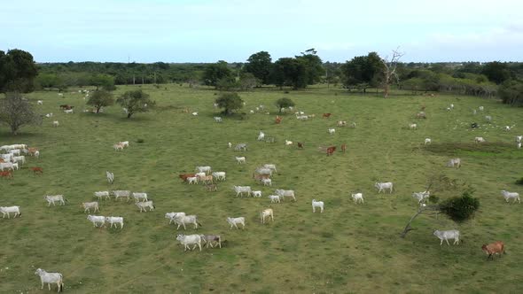 Cow on Green Grass Fields