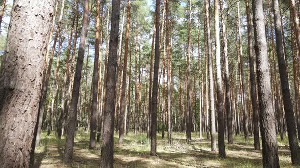 Landscape Inside the Forest with Pine Trees