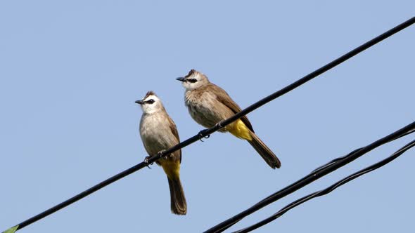 A Bird, Yellow-vented Bulbul, Sitting On Wire, Then Another Bulbul Fly and Sit Next to It