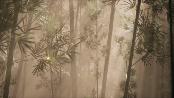 Asian Bamboo Forest with Morning Fog Weather