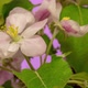 Apple Flower Blossom Timelapse Rotating on Purple - VideoHive Item for Sale