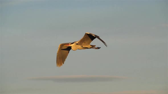 Grey heron, Ardea cinerea, Camargue, France