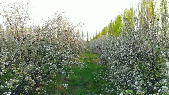 Flying Between Branches of Flowering Trees in Apple Orchard