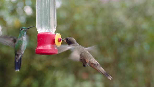 Couple of hummingbirds feeding on a feeder in Mindo Ecuador gardens