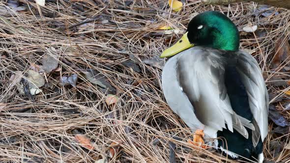 Colourful Mallard Dabbling Duck in Natural Habitat. Waterflow Multi Colored Bird in Wild Nature