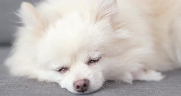 White Pomeranian Dog Sleep