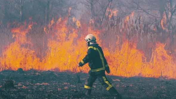 Firefighter Runs Through Burning Forest. Burnt Trees, Charred Trees. Slow Motion