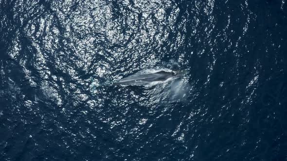 Aerial view of a sperm whale in the ocean, Azores, Portugal.