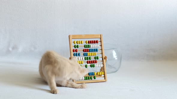 A small cream-colored kitten is playing with wooden abacus, on a white bedspread. back to school