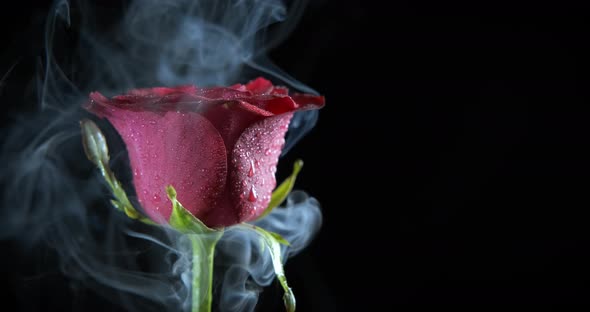 Rose Petals in Smoke