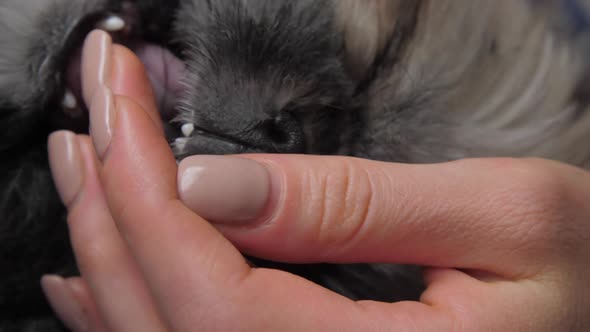 Veterinary Clinic Worker Plays with Funny Puppy Cutting Fur