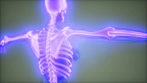 Transparent Human Body with Visible Bones