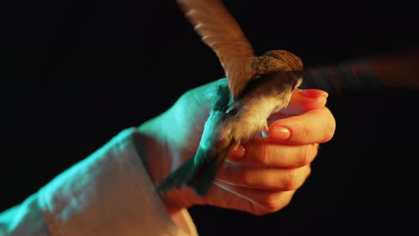 Portrait of Barn Swallow  Hirundo Rustica in Female Hands