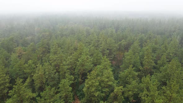 Forest in Fog in Rainy Autumn Weather. Ukraine. Aerial View, Slow Motion