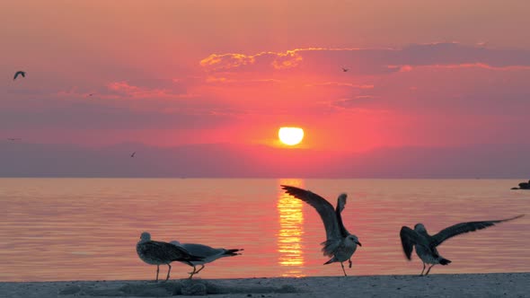 Seagulls and sunset over sea