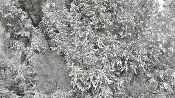 Top Down View of the Forest in Winter. Winter Landscape in the Forest