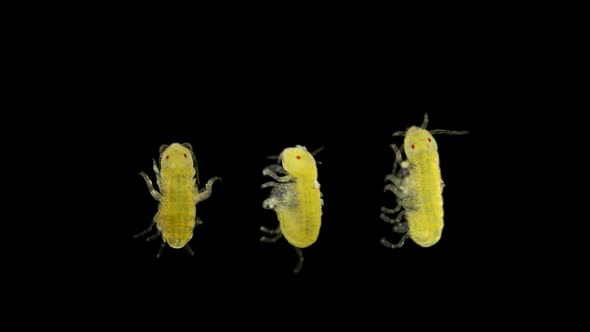 Black Sea Zooplankton Under a Microscope, Ampithoidae Family, Species Biancolina Algicola