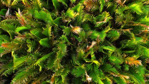 4K Aerial view drone fly over Nypoideae trees, Green and yellow treetops.