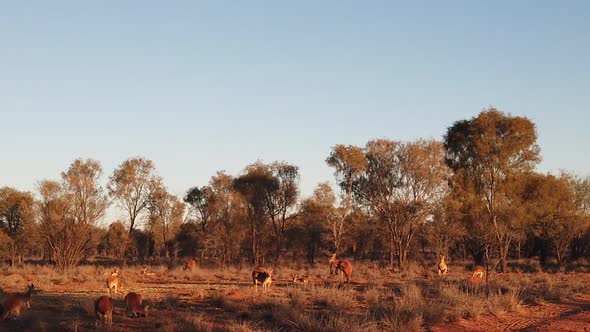 Red Kangaroos Panorama