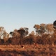 Red Kangaroos Panorama - VideoHive Item for Sale