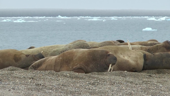 Arctica. Group of walruses in their natural environment.