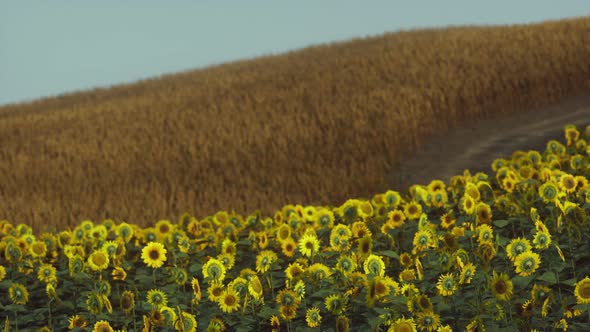 Field of Blooming Sunflowers on a Background Sunset