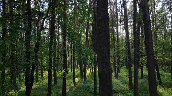 Wild Forest Landscape on a Summer Day