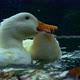 Ducks - VideoHive Item for Sale