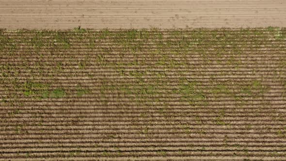 Potatoe harvesting with a tractor from above, tilt up drone shot over a field and forest as nature e