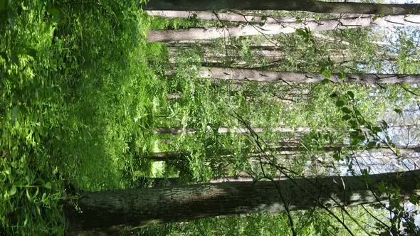 Vertical Video of Forest Landscape in Summer Slow Motion