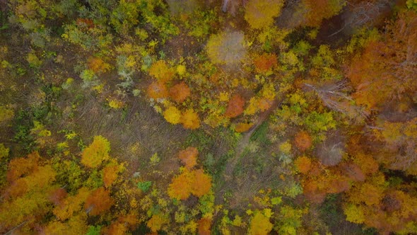 View From the Height on a Bright Autumn Forest As a Background. Video Shot at Different Speeds