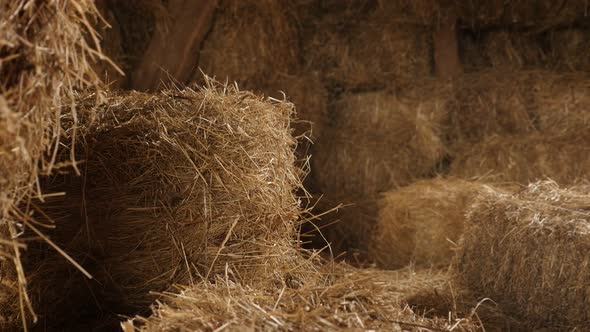 Slow tilt on hay stacks of wheat in curing process 4K 2160p 30fps UltraHD  footage - Stock of  recta