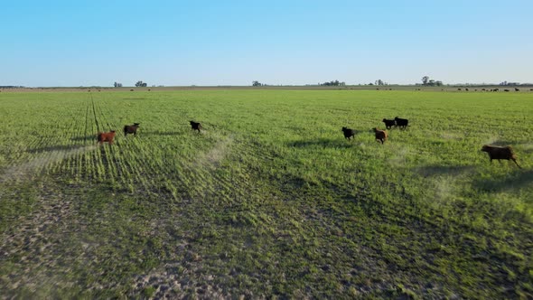 Natural landscape aerial pull out shot capturing a herd of heathy cattle running and galloping freel