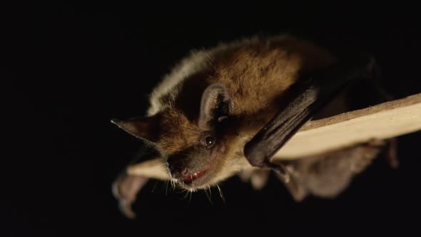 A brown bat isolated on black background