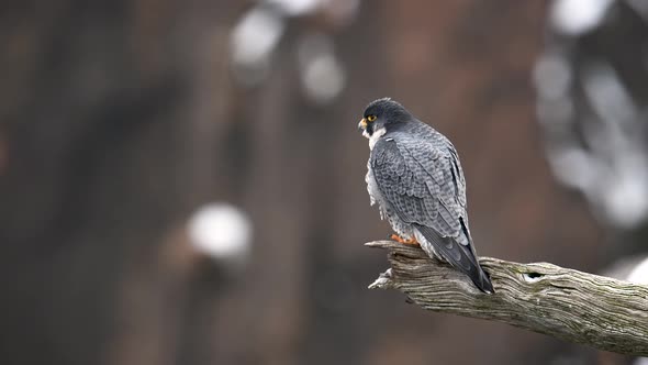 Peregrine Falcon Video Clip