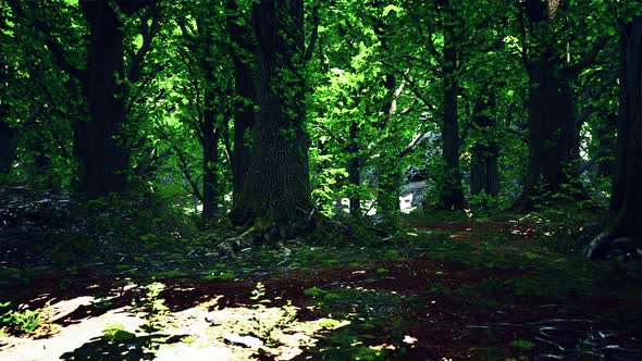 Forest Landscape with Old Massive Trees and Mossy Stones