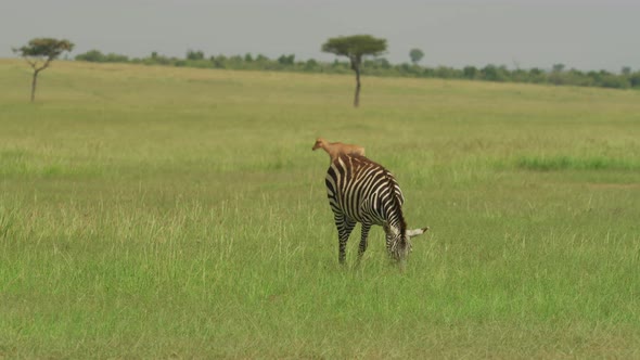 Zebra grazing in the savannah