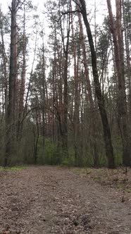 Vertical Video of a Road in the Forest Slow Motion