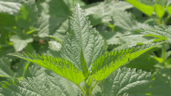 Common nettle plant  natural 4K 2160p UHD panning footage - Urtica dioica stinging nettle outdoor 4K