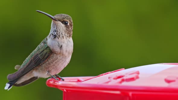 Hummingbird drinking from bird feeder in slow motion