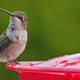 Hummingbird drinking from bird feeder in slow motion - VideoHive Item for Sale