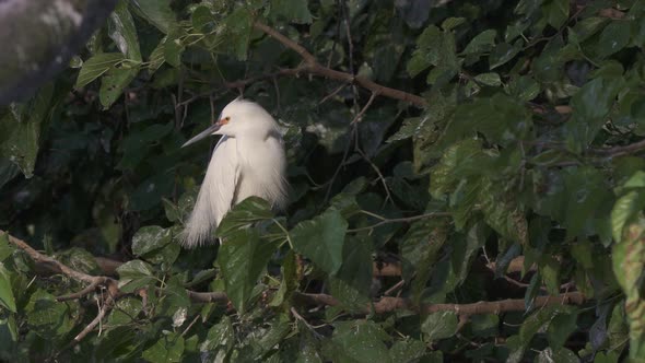 Snowy egret on tree branch puffs its white feathers among green leaves